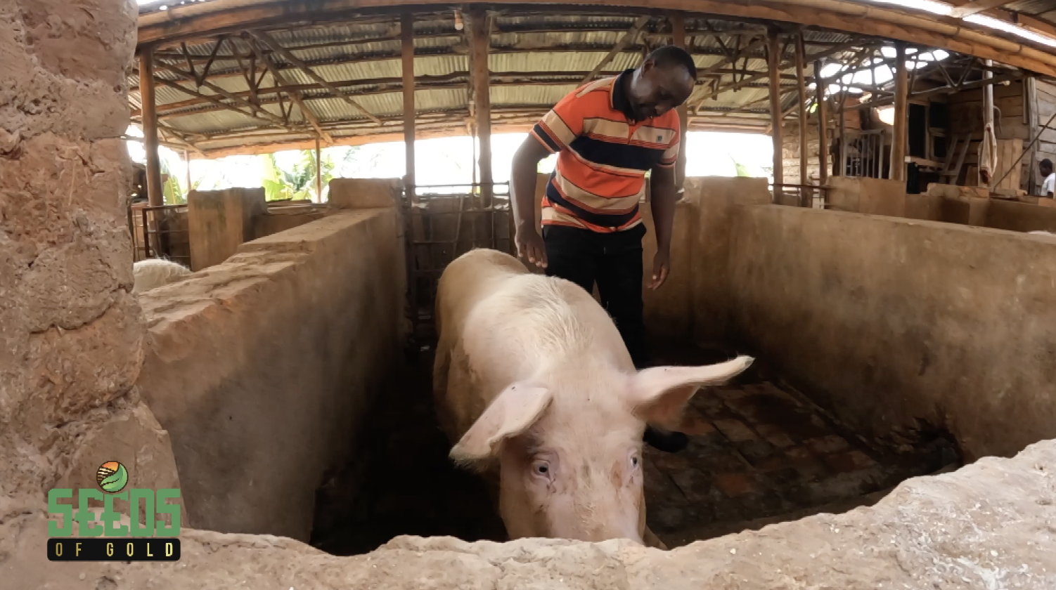 Learn The Secrets To Piggery Farming Success Seeds Of Gold Ntv Uganda