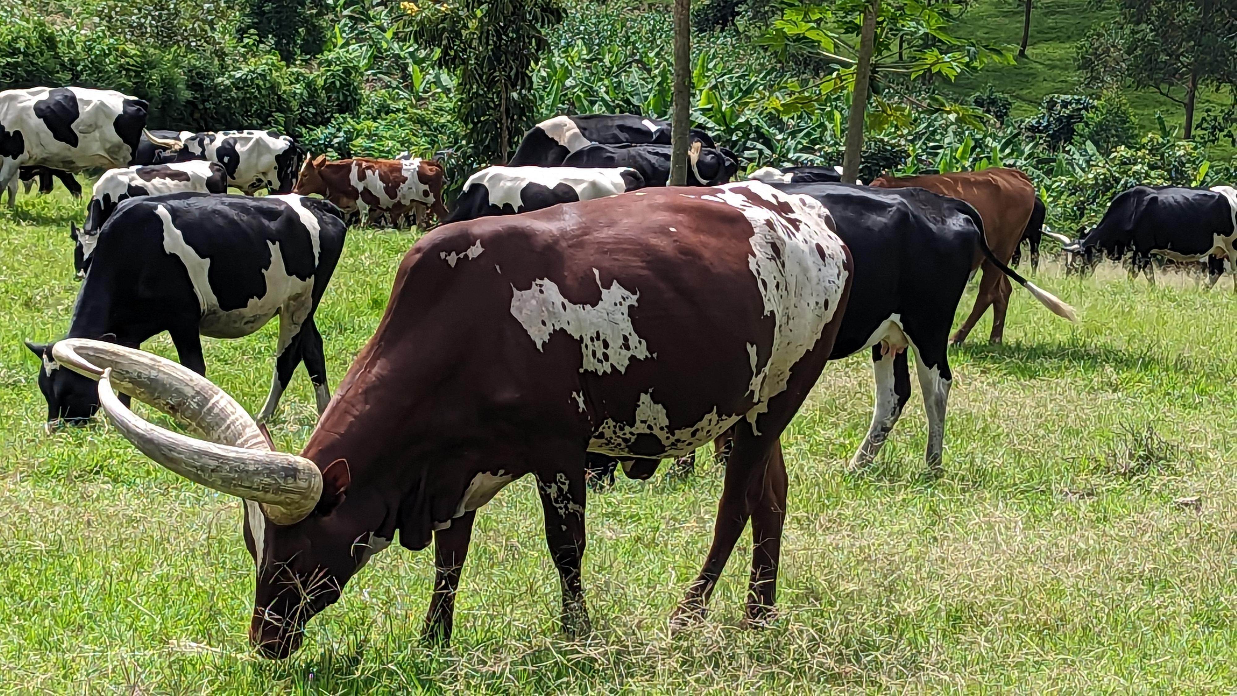 UBOS census reveals Uganda's livestock landscape NTV Uganda