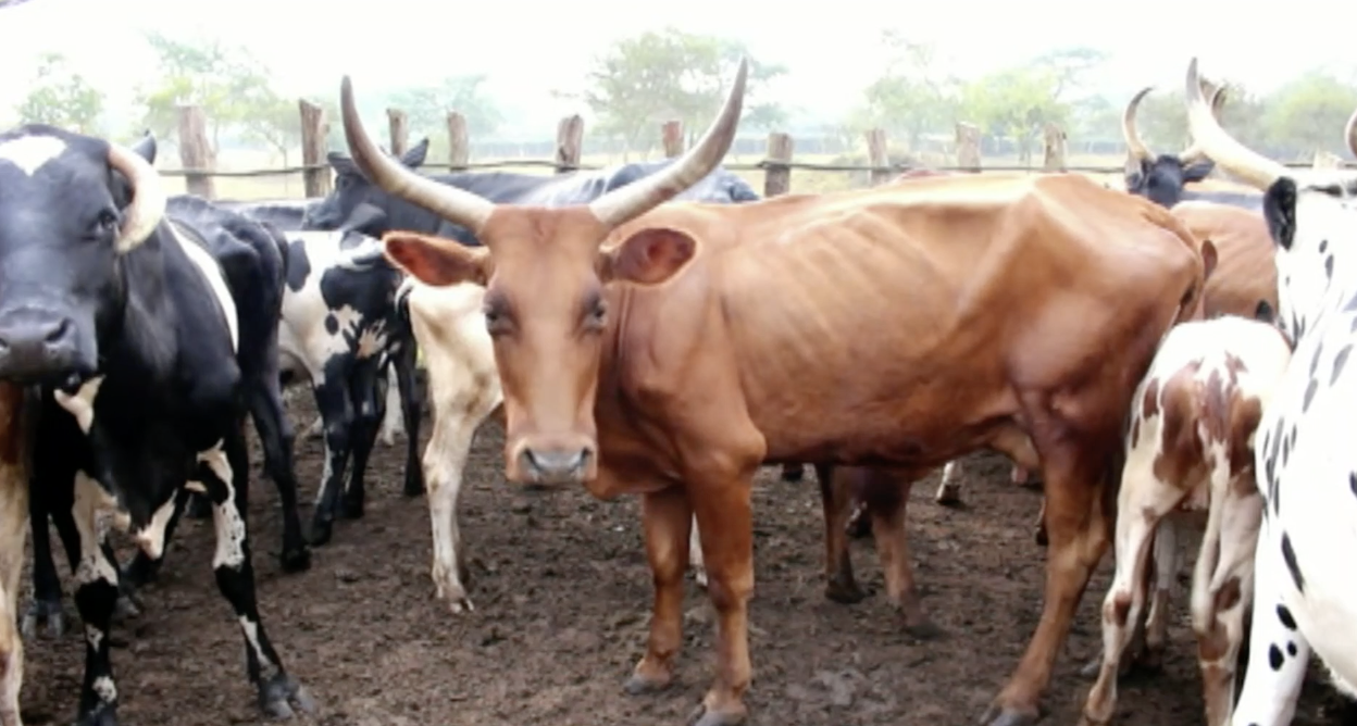 Cattle frm