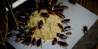 Cockroaches image