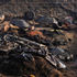 Nigeria attack 