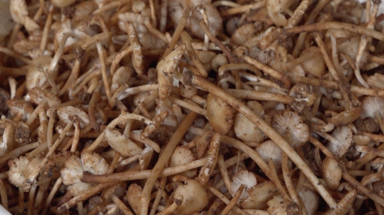 Screenshot 2025-11-09 at 9.18